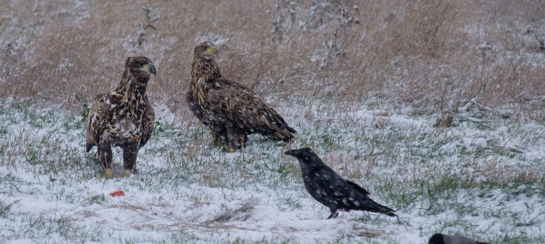 Zwei Seeadler, ein Kolkrabe und eine Nebelkr&auml;he., &copy; Hermann Roth