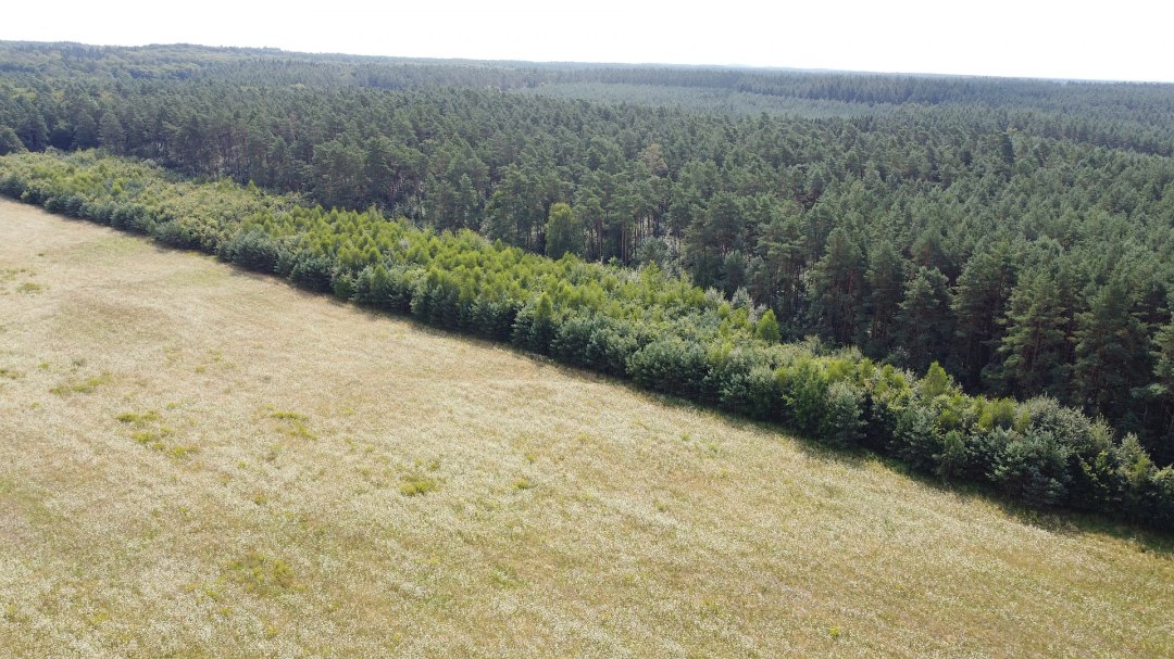 Klimawald Neustrelitz, © Landesforst MV