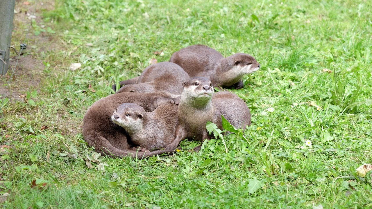 &copy; Tierpark Wolgast