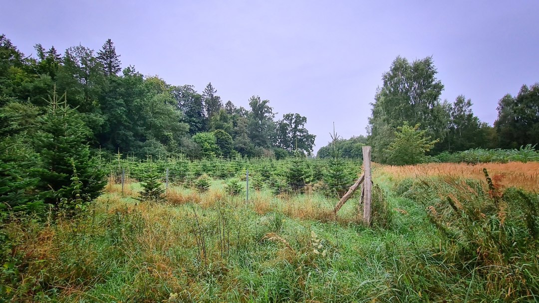 Klimawald Sehlen, © Landesforst MV Klimawald Sehlen, © Landesforst MV