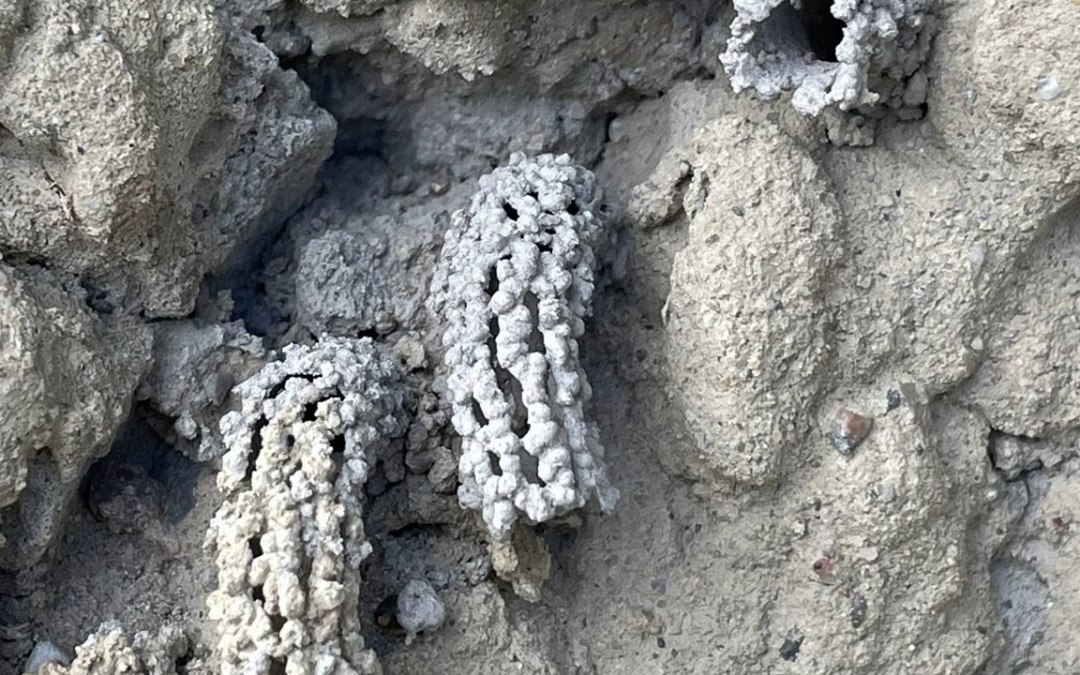 © TZ Südliche Boddenküste © TZ Südliche Boddenküste