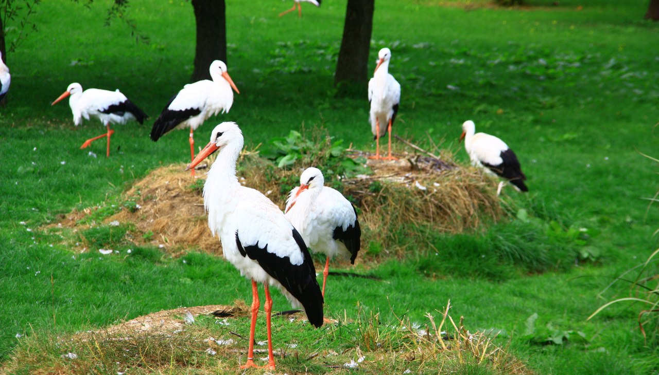 Begehbare Wei&szlig;storch-Anlage im Vogelpark Marlow, &copy; Vogelpark Marlow