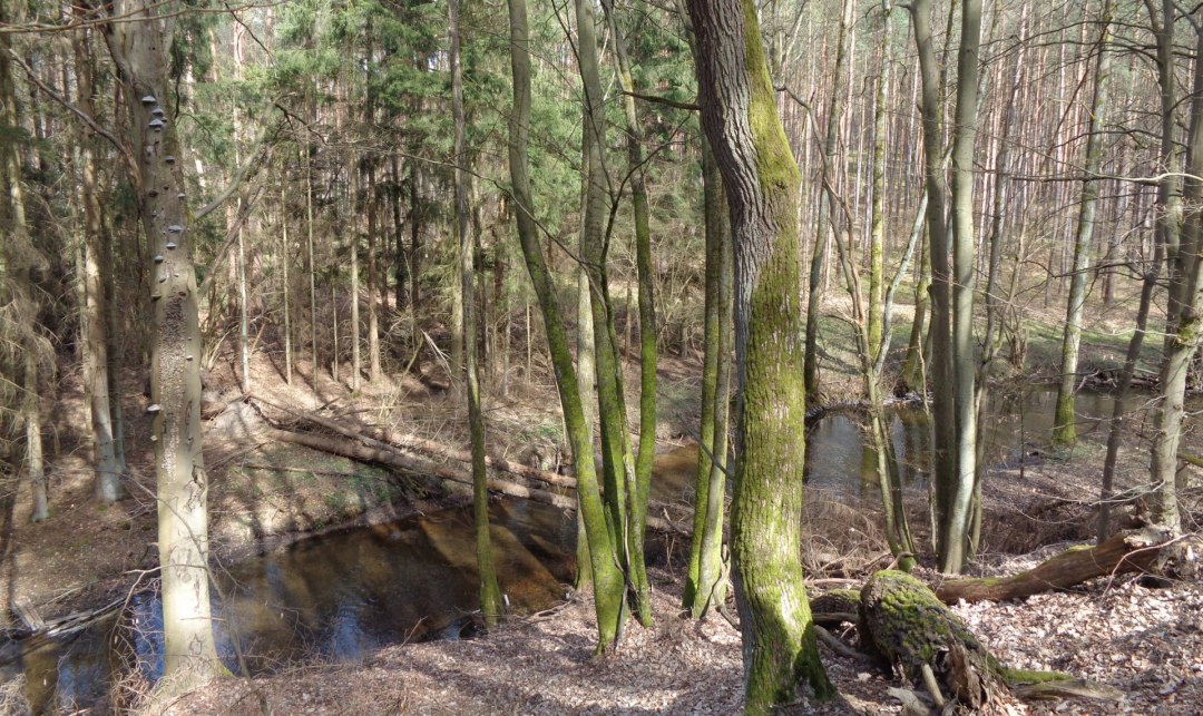 K&uuml;strinchenbach, &copy; Britta Daedelow-Seydl