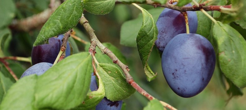 Pflaumenbaum // © brumarotta Pflaumenbaum // © brumarotta