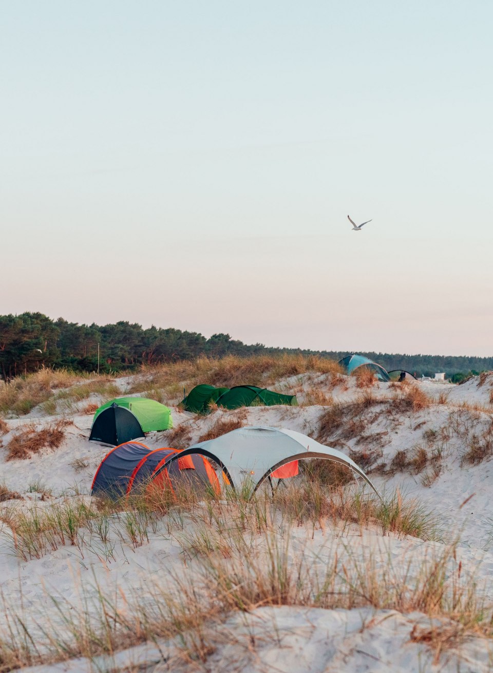 Natur pur erleben – Zelten im Ahoi Camp Darß inmitten malerischer Dünenlandschaft an der Ostseeküste. Ein Paradies für Naturliebhaber und Strandabenteurer., © Felix Gänsicke Zelte stehen zwischen Sanddünen und Küstenwald im Ahoi Camp Darß an der Ostsee bei Sonnenuntergang.