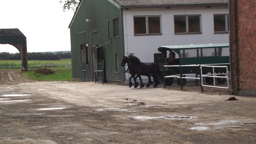 Impressies van de stallen op Stoeterij Ganschow // &copy; Gest&uuml;t Ganschow