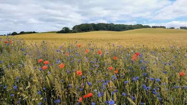 Feld mit Mohn // &copy; Matthias Giersch