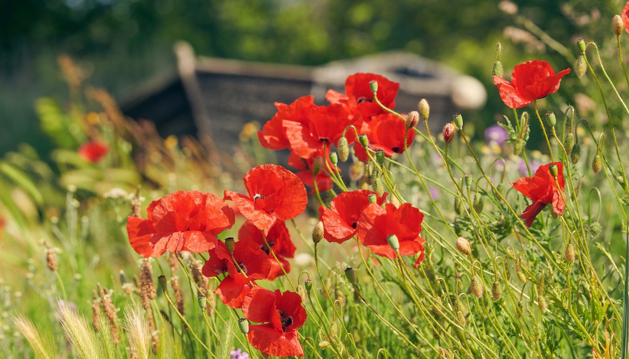 20230610-Neuensien-06-Foto-ChBurwitz, © KV 20230610-Neuensien-06-Foto-ChBurwitz, © KV