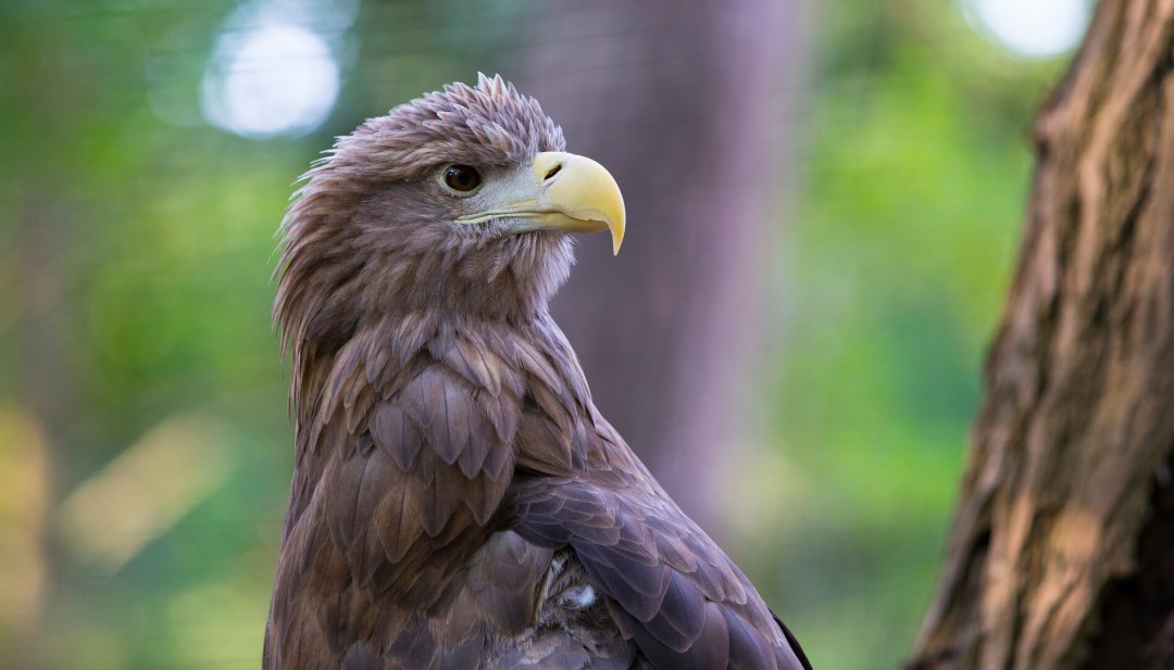 Der majestätische Seeadler im Portrait, © TMV/Müller Der majestätische Seeadler im Portrait, © TMV/Müller