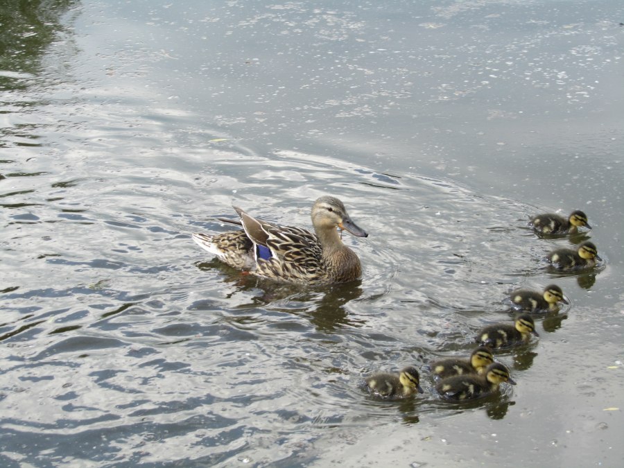 Enten am M&uuml;hlenteich, &copy; Jana Koch