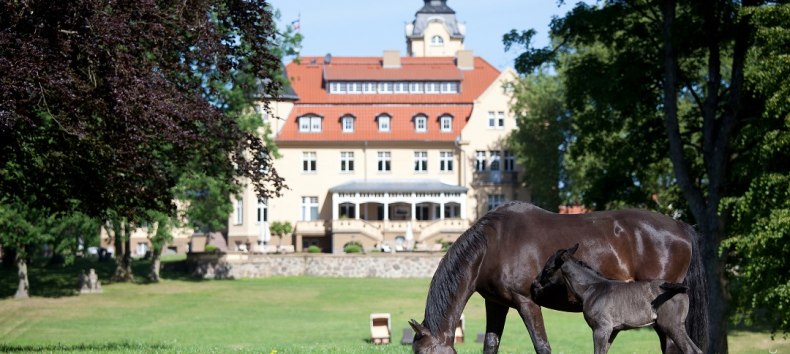 Gest&uuml;t Schloss Wendorf // &copy; adfc-Schwerin