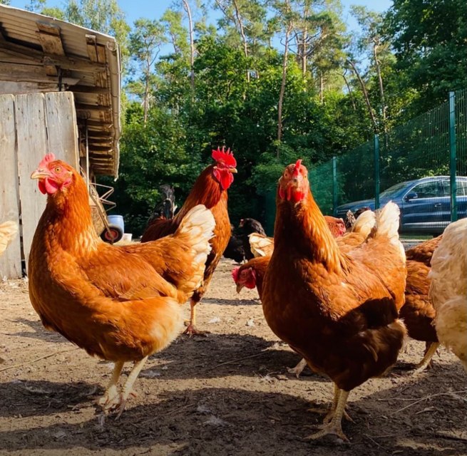 Tyrannosaurus – Huhn // © Martha Bende Tyrannosaurus – Huhn // © Martha Bende