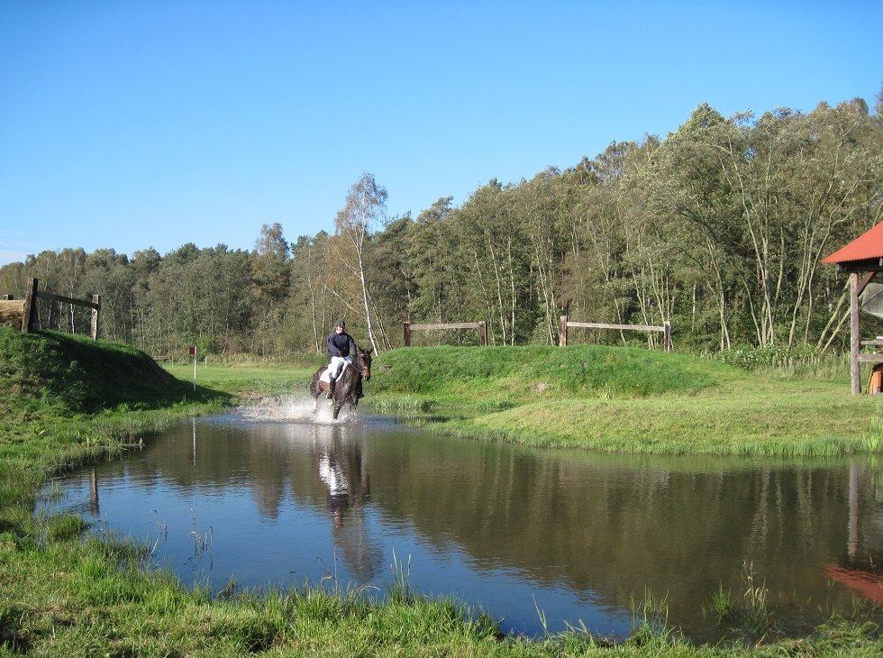 Consulant im Wasser, © Trakehnerhof Valluhn