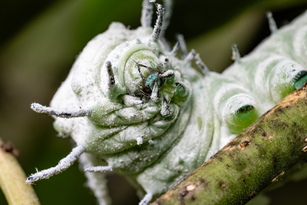 Raupe Atlasspinner, © Schmetterlingswelt Klütz Raupe Atlasspinner, © Schmetterlingswelt Klütz