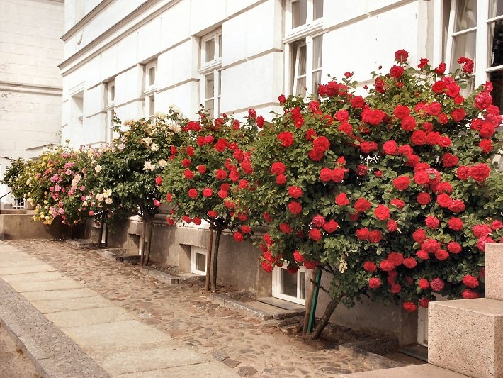 Fast vor jedem Haus stehen wunderschöne Rosenstöcke. // © Tourimuszentrale Rügen Fast vor jedem Haus stehen wunderschöne Rosenstöcke. // © Tourimuszentrale Rügen
