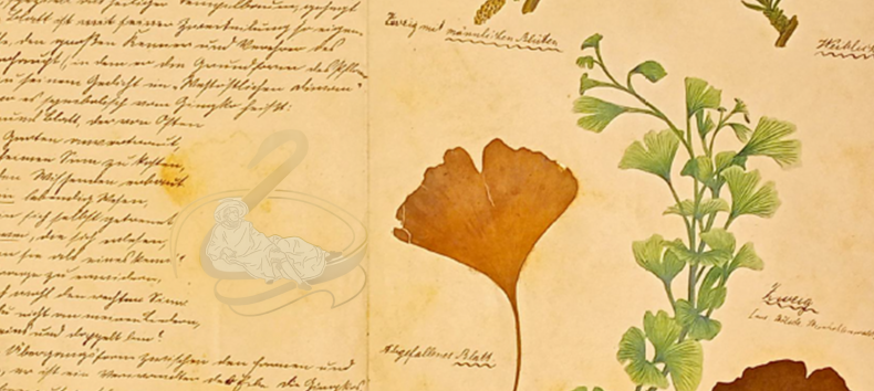 Ginkgo-Herbar aus den Naturhistorischen Landessammlungen // &copy; M&uuml;ritzeum