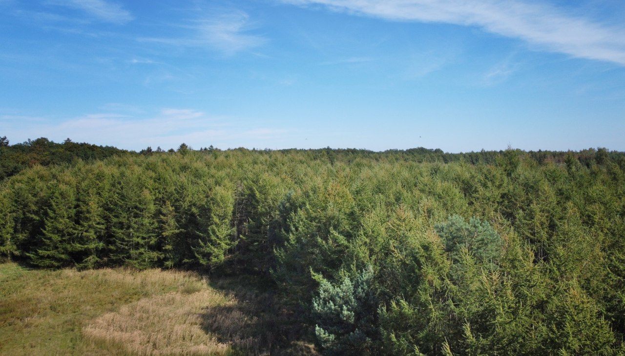 Klimawald Neuhof, © Landesforst MV Klimawald Neuhof, © Landesforst MV