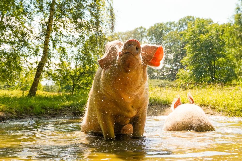 &copy; Land der Tiere