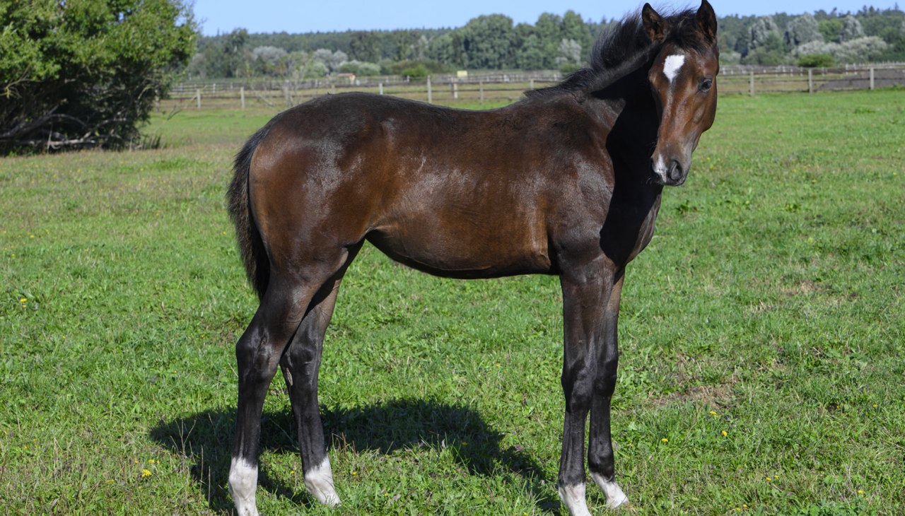 Gest&uuml;tsf&uuml;hrung Bernsteinreiter, &copy; DE