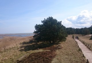 Blick auf den Libbertsee und Rundwanderweg Darßer Ort // © UB Blick auf den Libbertsee und Rundwanderweg Darßer Ort // © UB