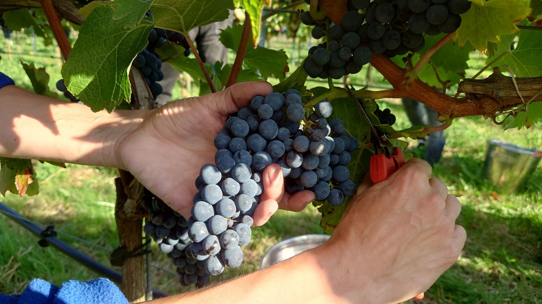Die Traubenlese erfolgt per Hand, © wein-mv.de
