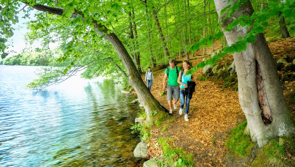 Pfade am Seeufer des Schmalen Luzin in der Feldberger Seenlandschaft // © MV-T/foto@andreas-duerst.de Pfade am Seeufer des Schmalen Luzin in der Feldberger Seenlandschaft // © MV-T/foto@andreas-duerst.de