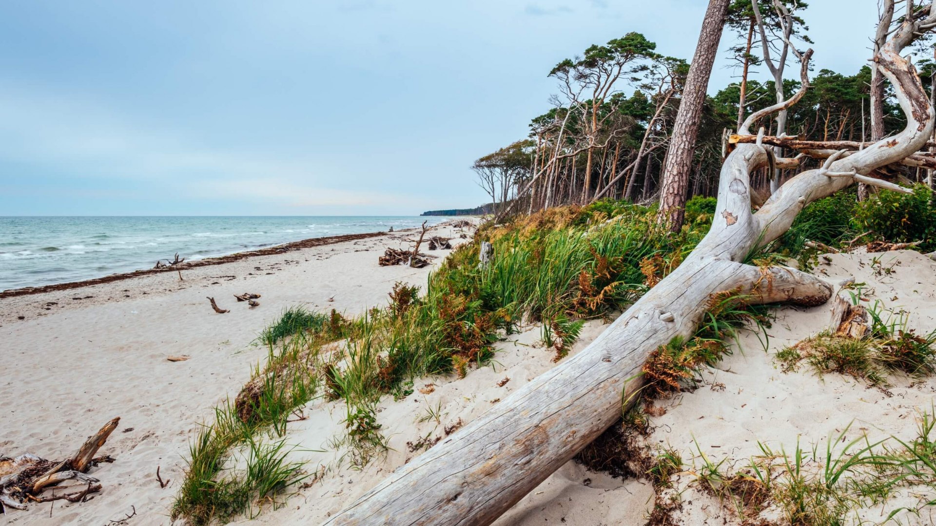 Het westelijke strand in het Nationaal Park Vorpommersche Boddenlandschaft met zijn windschermen.