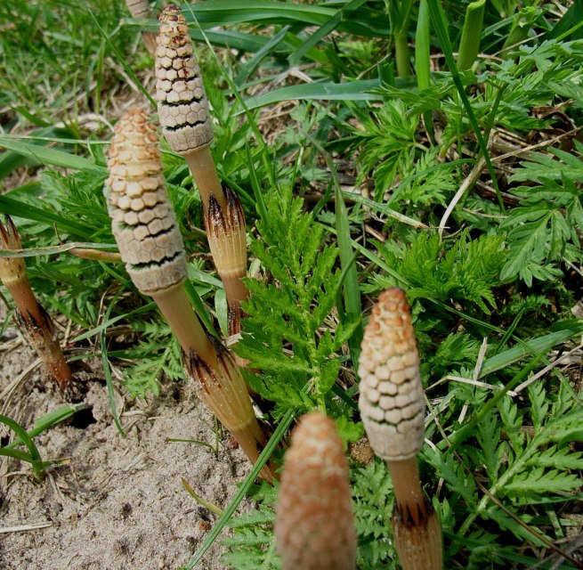 © Ackerschachtelhalm.jpg © Ackerschachtelhalm.jpg