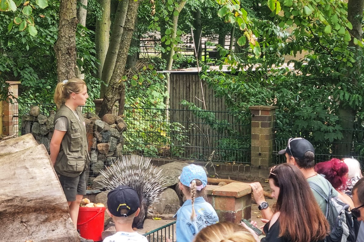 Gecommentarieerd stekelvarken voeren in de dierentuin van Stralsund // &copy; Hansestadt Stralsund