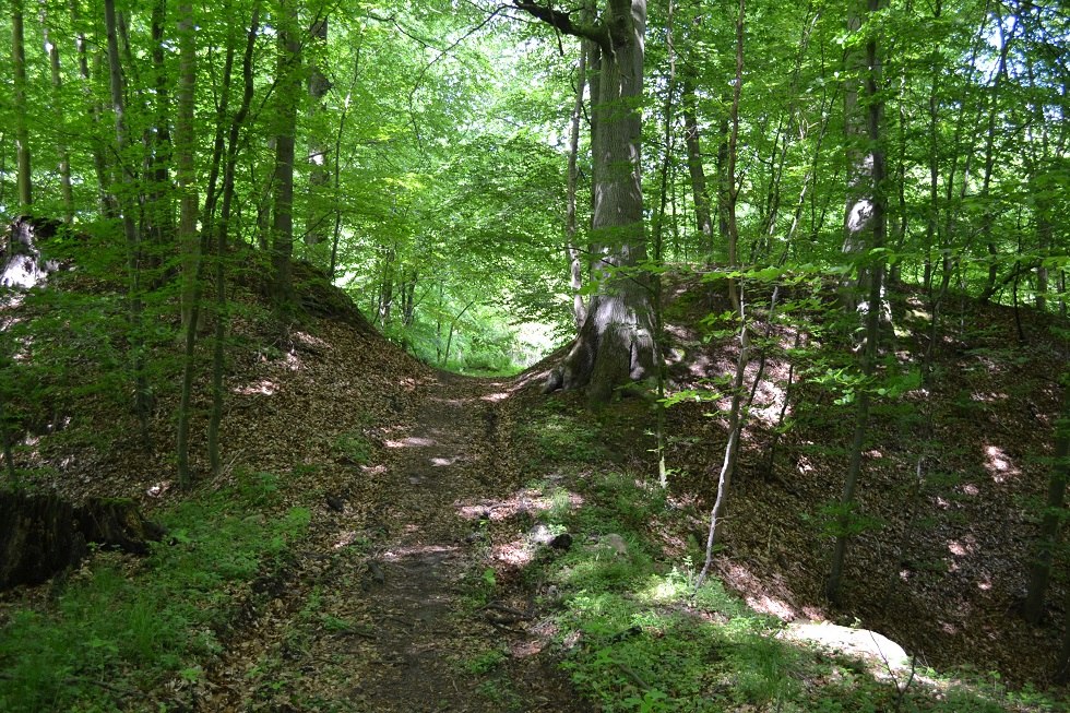 De duidelijk herkenbare kasteelmuur werd hier door bosbouw doorsneden. // &copy; Lutz Werner