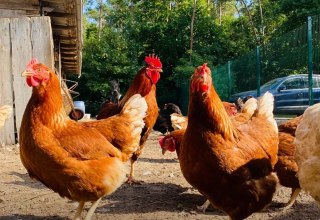 Tyrannosaurus – Huhn // © Martha Bende Tyrannosaurus – Huhn // © Martha Bende