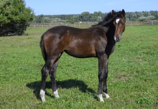 Gest&uuml;tsf&uuml;hrung Bernsteinreiter, &copy; DE