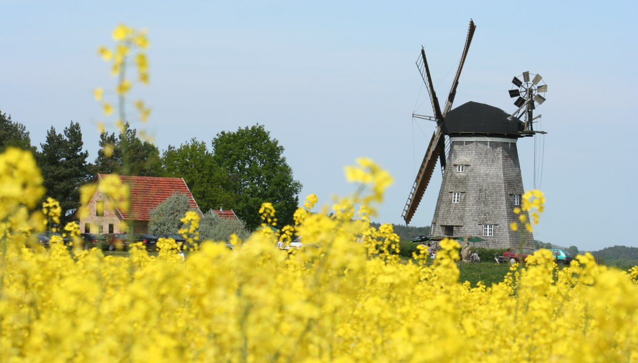 Holl&auml;nderm&uuml;hle Benz hinter bl&uuml;hendem Rapsfeld, &copy; Kulturm&uuml;hle Benz e.V.