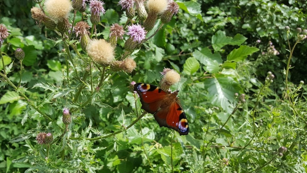 Pfauenauge am Wegesrand, &copy; TMV/UB