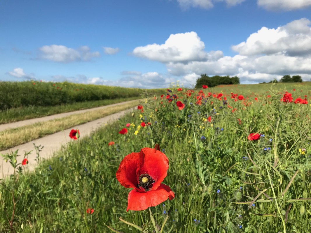 Das Seedorfer H&uuml;gelland summt und bl&uuml;ht und er&ouml;ffnet herrliche Ausblicke. // &copy; Kurverwaltung Sellin