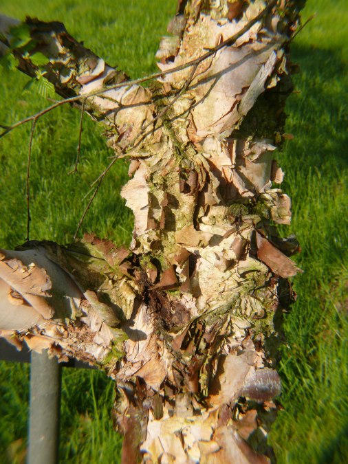 Stam van de zwarte berk, © Peter Ramsch Stam van de zwarte berk, © Peter Ramsch