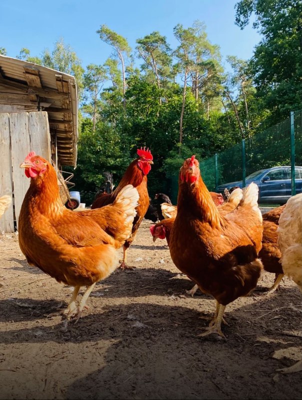 Tyrannosaurus &ndash; Huhn // &copy; Martha Bende