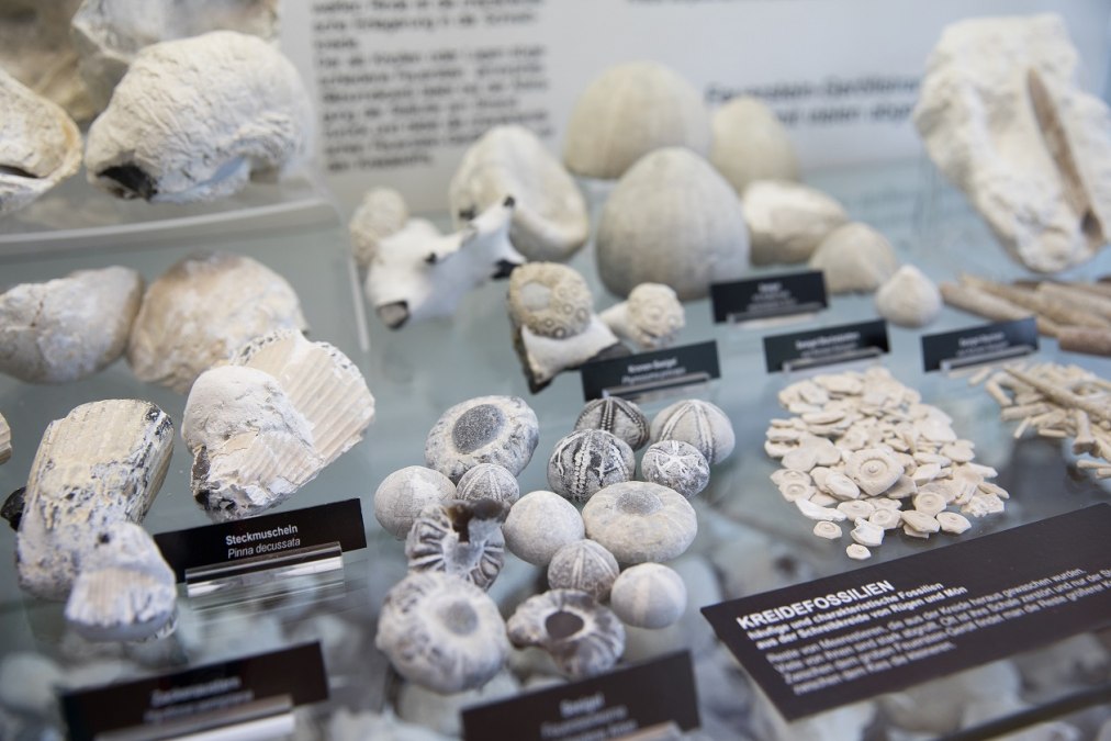 Kreidefossilien in der Ausstellung im NATUREUM Darßer Ort, © Anke Neumeister/Deutsches Meeresmuseum