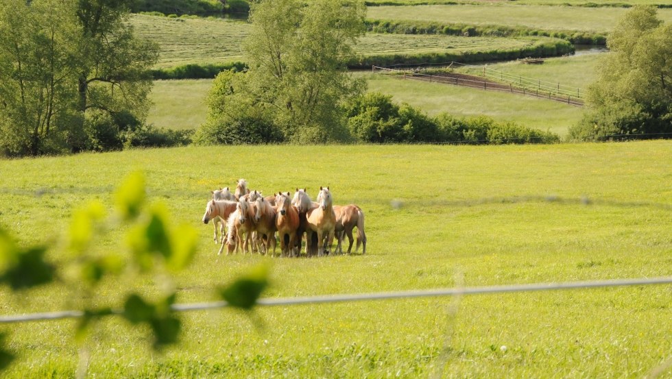 Haflinger Junghengste unweit des Hofes auf Usedom // © Reiterhof Sallenthin Haflinger Junghengste unweit des Hofes auf Usedom // © Reiterhof Sallenthin