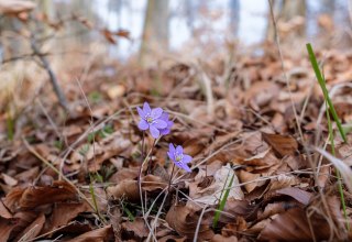 © Nationalpark-Zentrum KÖNIGSSTUHL © Nationalpark-Zentrum KÖNIGSSTUHL
