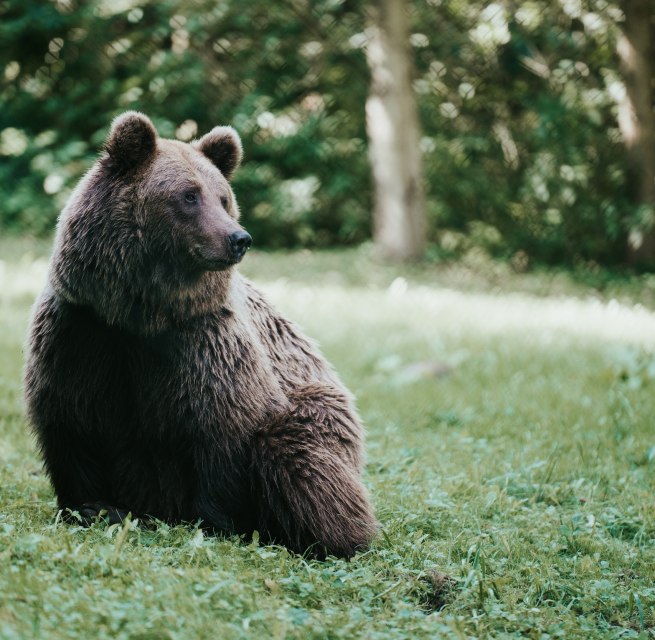 Ruhig sitzt der Braunbär auf der Wiese, sein dichtes Fell glänzt im Licht, das durch die Baumkronen fällt. Im Bärenwald Müritz bei Stuer finden gerettete Bären ein artgerechtes Zuhause auf 16 Hektar Wald. Hier lässt sich beobachten, wie die Tiere in ihrem natürlichen Rhythmus leben – ein berührendes Naturerlebnis. // © 1000seen.de Ruhig sitzt der Braunbär auf der Wiese, sein dichtes Fell glänzt im Licht, das durch die Baumkronen fällt. Im Bärenwald Müritz bei Stuer finden gerettete Bären ein artgerechtes Zuhause auf 16 Hektar Wald. Hier lässt sich beobachten, wie die Tiere in ihrem natürlichen Rhythmus leben – ein berührendes Naturerlebnis. // © 1000seen.de