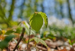 © Foto-Burwitz-Pocha © Foto-Burwitz-Pocha