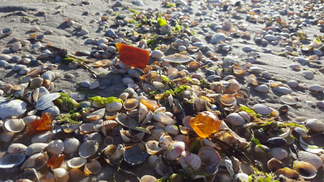 UV-Bernsteinsuche im Dunkeln, &copy; Mitarbeiter3