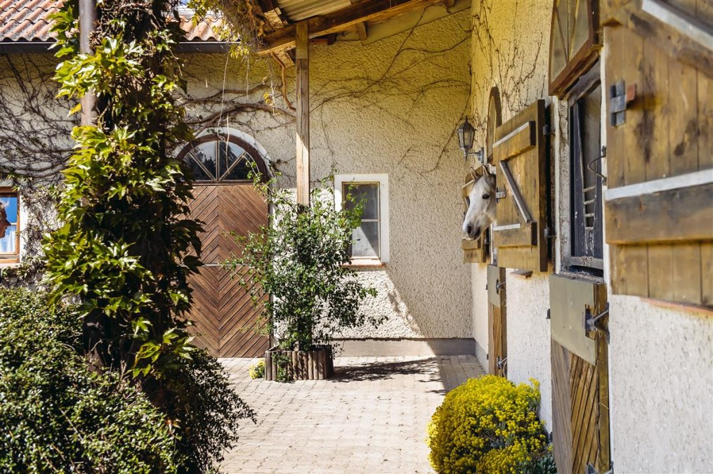 Paard in zijn box, © Bombis Paard in zijn box, © Bombis