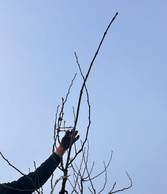 Birnbaum, &copy; D. Heppner