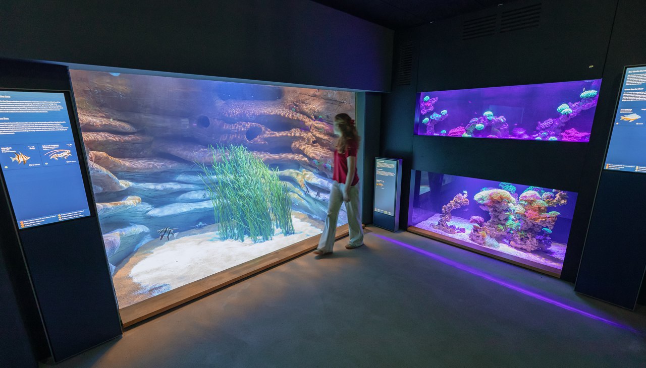 Der modernisierte Aquarienrundgang im MEERESMUSEUM zeigt unter anderem den Lebensraum Great Barrier Reef und Tasmanische See., &copy; Anke Neumeister/Deutsches Meeresmuseum