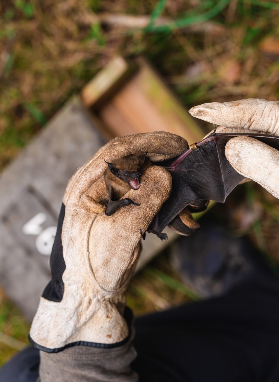 Een vleermuis wordt voorzichtig vastgehouden met dikke werkhandschoenen, de vleugels zijn uitgespreid, met de bosbodem op de achtergrond. // Dikke handschoenen, rustige handen: een vleermuis wordt voorzichtig vastgehouden en onderzocht – geconcentreerde soortbepaling tijdens de telling in Mecklenburg-Vorpommern. // © MV-T/Gross Een vleermuis wordt voorzichtig vastgehouden met dikke werkhandschoenen, de vleugels zijn uitgespreid, met de bosbodem op de achtergrond.