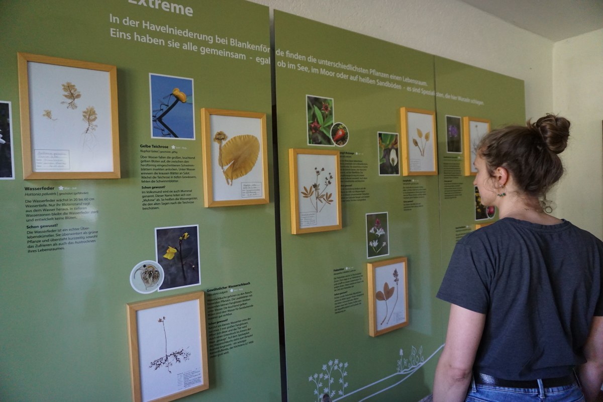 Die Ausstellung „Lebensraum der Extreme“ gibt einen Einblick in den Lebensraum Zotzensee-Niederung. // © Wiebke Döbbert Die Ausstellung „Lebensraum der Extreme“ gibt einen Einblick in den Lebensraum Zotzensee-Niederung. // © Wiebke Döbbert