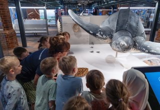 Meeresschildkröten werden in den Winterferien im MEERESMUSEUM bei einer Familienführung näher beleuchtet, © Anke Neumeister/Deutsches Meeresmuseum Meeresschildkröten werden in den Winterferien im MEERESMUSEUM bei einer Familienführung näher beleuchtet, © Anke Neumeister/Deutsches Meeresmuseum
