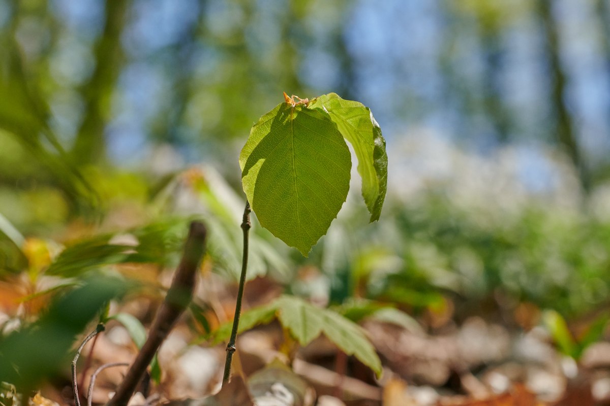 &copy; Foto-Burwitz-Pocha